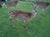 06080003.JPG (1236079 Byte)