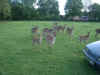 06080004.JPG (1159456 Byte)