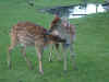 06080006.JPG (1179027 Byte)